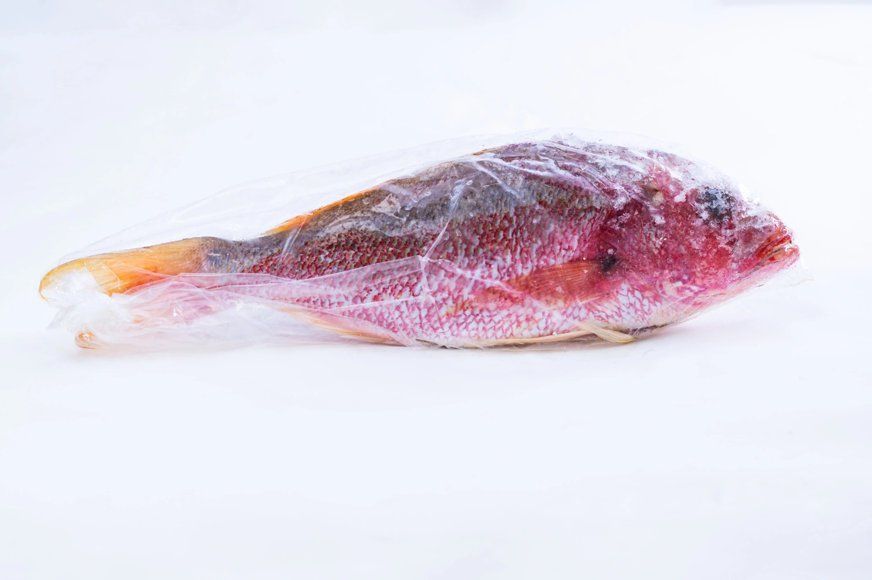 Red Snapper Fresh